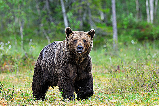 褐色,熊,成年,芬兰,湿地,卡瑞里亚,东方,欧洲