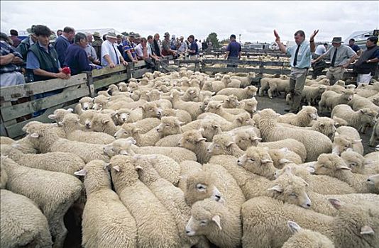 绵羊拍卖,北岛,新西兰