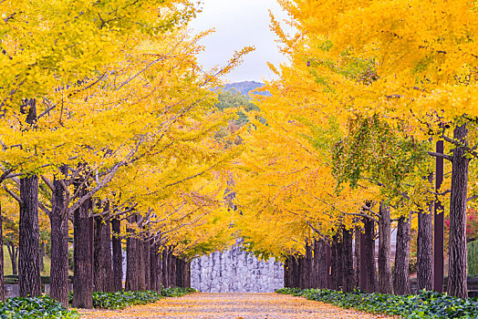 银杏,道路