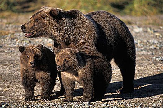 棕熊,大灰熊,母熊,鱼,卡特迈国家公园,阿拉斯加半岛