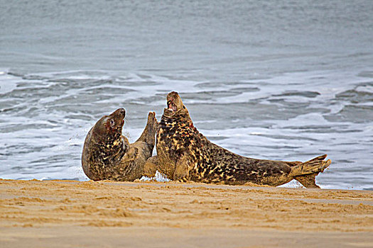 灰海豹,两个,争斗,沙滩,诺福克,英格兰,英国,欧洲
