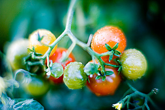 西红柿,特写,瑞典