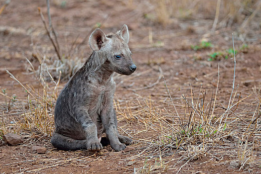 斑鬣狗,笑,鬣狗,雄性,幼兽,坐,克鲁格国家公园,南非,非洲