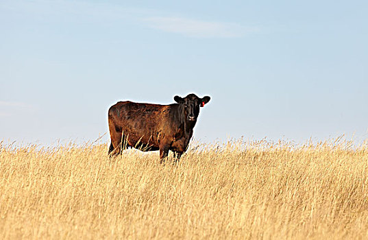 牛肉,母牛,站立,地点,夹锭钳,溪流,艾伯塔省,加拿大