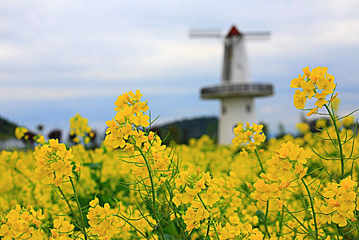 风车,油菜花,春天,花海,栈道