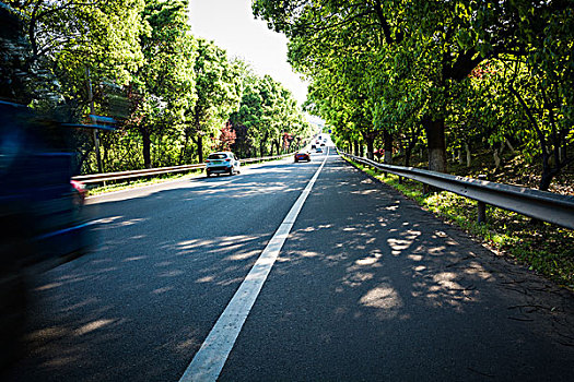 公路俄罗斯森林