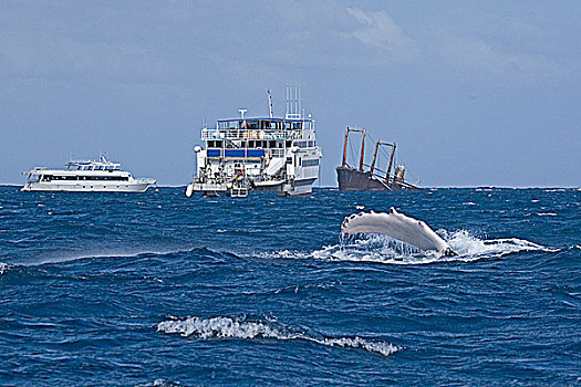 动作,大西洋,驼背鲸,两个,船,背景,靠近,残骸,日本,货船,银,堤岸,多米尼加共和国