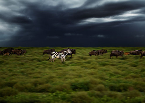 斑马,马,驰骋,风暴,塞伦盖蒂,坦桑尼亚,非洲