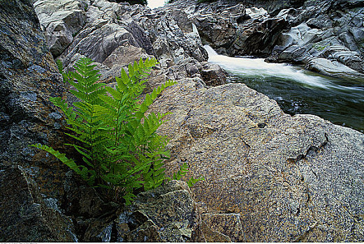 蕨类,河,芬地湾国家公园,新布兰斯维克,加拿大