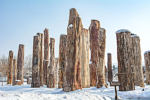 野马古生态园雪景硅化木