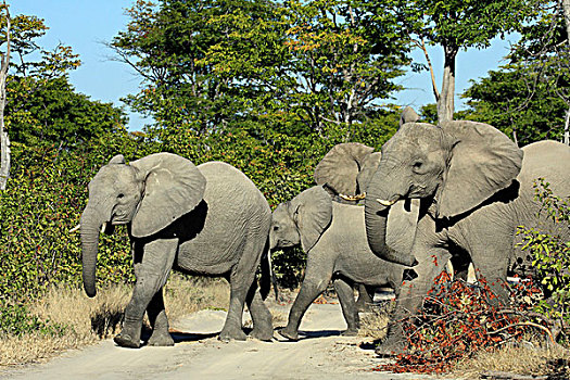 非洲,灌木,大象,非洲象,莫瑞米,奥卡万戈三角洲,博茨瓦纳