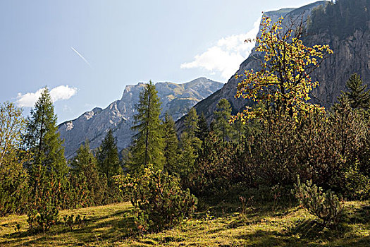 树,阿尔卑斯山