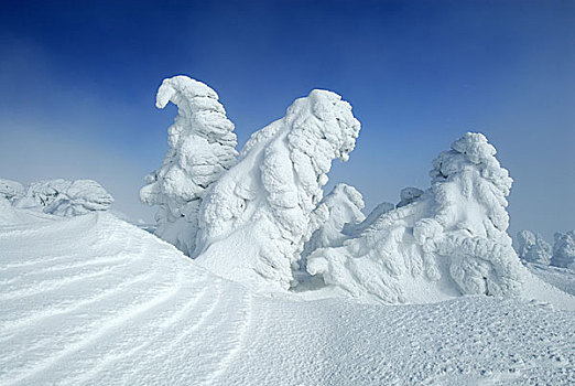 冬季风景,树,德国,萨克森安哈尔特,哈尔茨山,布罗肯