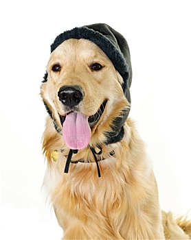 金毛猎犬,狗,戴着,冬天,帽子