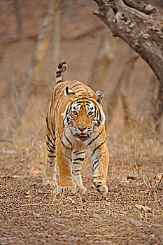 孟加拉,印度虎,虎,拉贾斯坦邦,国家公园,印度,亚洲