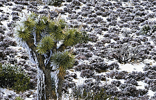约书亚树,短叶丝兰,积雪,风景,约书亚树国家公园,加利福尼亚,美国