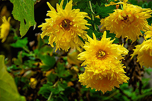 野菊花