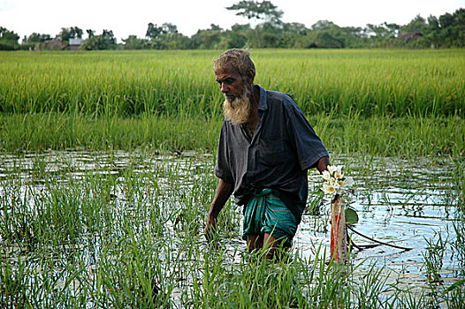 老人,荷花,销售,市场,库尔纳市,孟加拉,九月,2007年