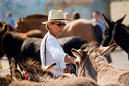 女人,驴,牲畜,市场,布列塔尼半岛,法国