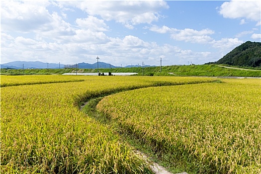 秋天,稻米,草地