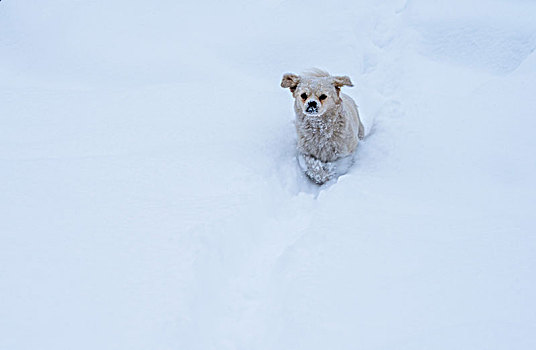 冬日,雪地,狗