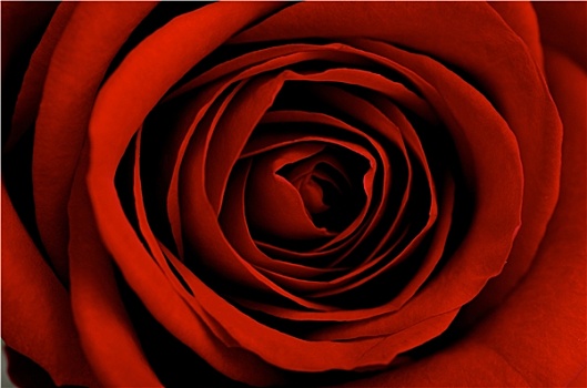 红玫瑰,特写