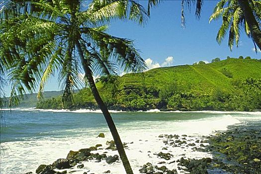 棕榈树,海滩,塔希提岛,社会群岛,法属玻利尼西亚