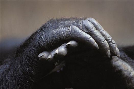 黑猩猩,手,类人猿