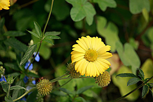 蝶恋花