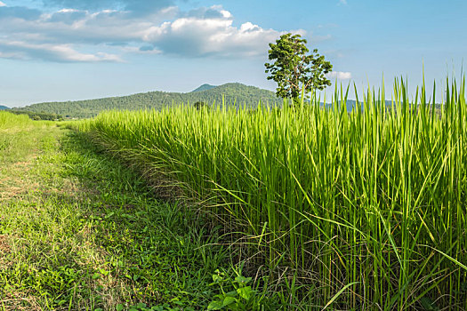 绿色,稻田,泰国
