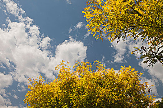 秦皇岛,城市,树木,天空,好天气,居民区,环境