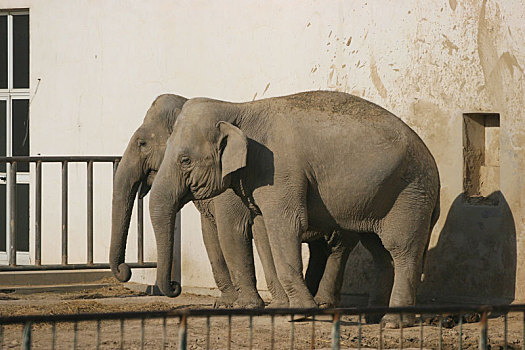 动物世界,大象