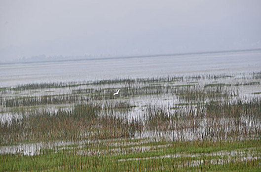 贵州草海风光,威宁,草海,木船,栖息地,海,淡水湖,渔船,湖水,湖泊,湿地,湿地高原,秋色,船只,草,贵州风光,风光,高原湖泊,黑颈鹤,国家一级保护鸟类,鸟类,海鸟,花海