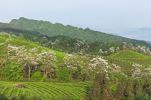 蜿蜒茶山泡桐花自然风光