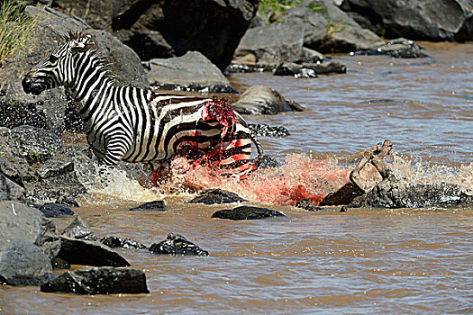 平原斑马,马,斑马,受伤,鳄鱼,攻击,跑,岸边,马拉河,马赛马拉国家保护区,肯尼亚,非洲