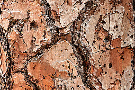 树皮,松树,帕尔玛,加纳利群岛,西班牙,欧洲
