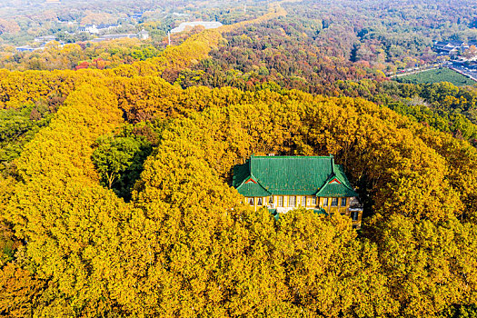 航拍南京钟山风景名胜区美龄宫法国梧桐树茂密