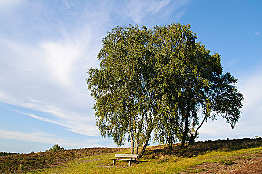 长椅,桦树,下萨克森,德国,欧洲
