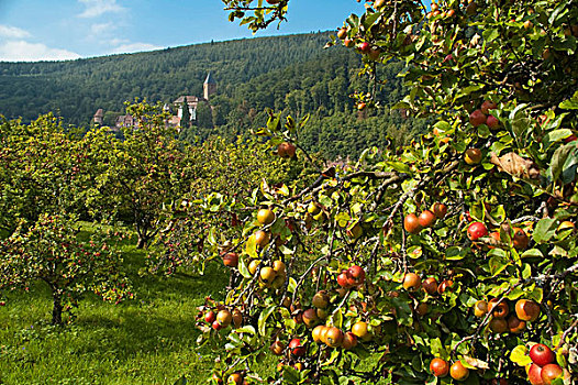 苹果树,城堡,内卡山谷,巴登符腾堡,德国,欧洲