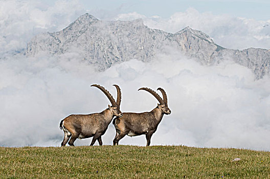 野山羊,施蒂里亚,奥地利,欧洲