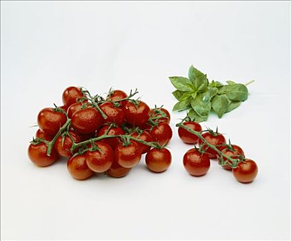 静物,西红柿茎,罗勒叶
