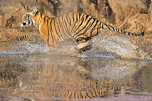 野生,孟加拉虎,印度虎,虎,奔跑,水,湖,拉贾斯坦邦,国家公园,印度,亚洲