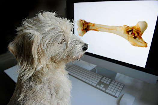 杂种狗,梗犬,看,电脑屏幕,骨头