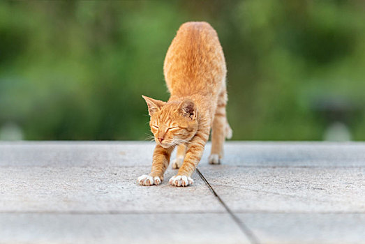 后院花园里玩耍的可爱猫眯