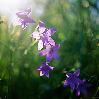紫罗兰,花,特写