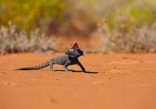鬃狮蜥,防卫姿势,昆士兰,澳大利亚