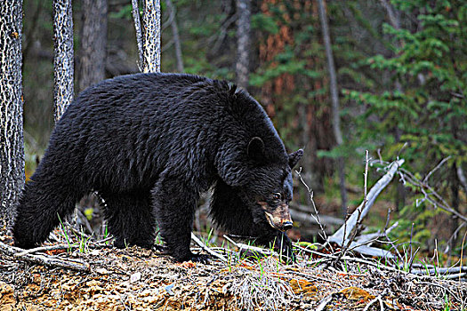 黑熊,美洲黑熊,走,树林,加拿大西部