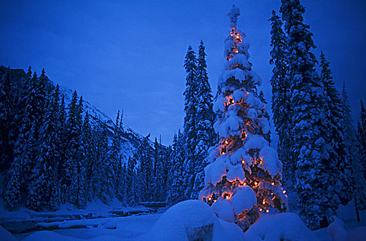 圣诞灯光,幽鹤国家公园,金色,不列颠哥伦比亚省,加拿大