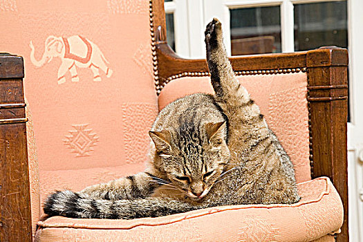 猫,洗,扶手椅