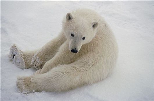 北极熊,幼小,坐,雪中,丘吉尔市,曼尼托巴,加拿大